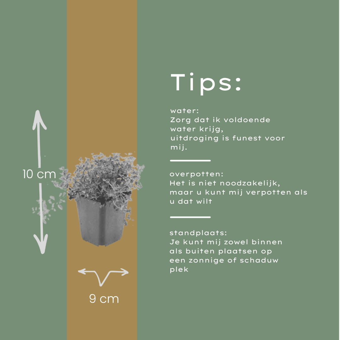6x Sand-Thymian - Thymus Serpyllum - ↕10-25cm - Ø9cm
