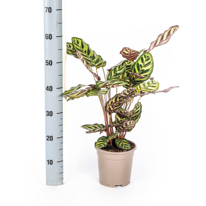 Korbmarante Pfauenpflanze - Calathea Makoyana Ø17cm - ↕40 - 50cm