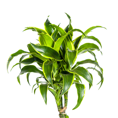 Drachenbaum - Dracaena Deremensis Dorado Ø24cm - ↕120 - 140cm