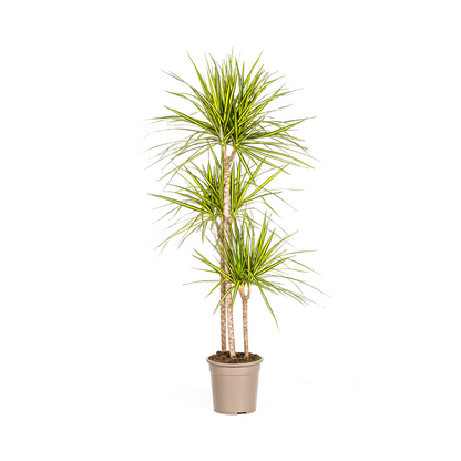 Drachenbaum - Dracaena Marginata Sunray Ø24cm - ↕130 - 150cm