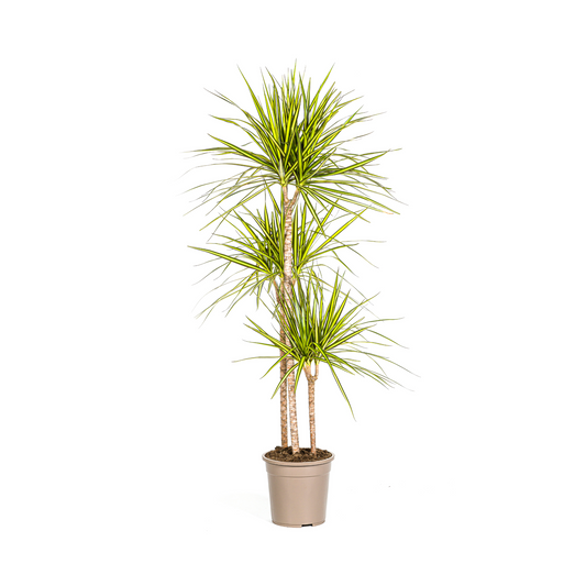 Drachenbaum - Dracaena Marginata Sunray Ø24cm - ↕130 - 150cm