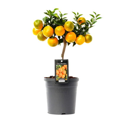 Citrus Mandarin - Ø16cm - ↕45cm