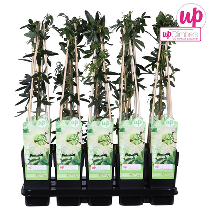 Passiflora weiß caerulea 'Constance Elliot' - Ø15cm - ↕65cm