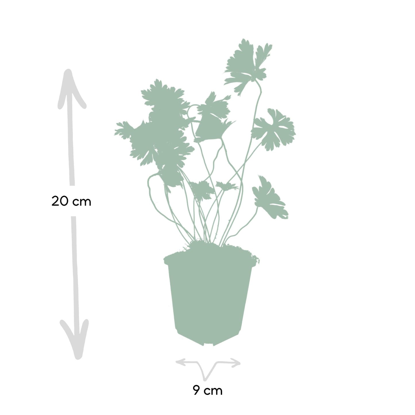 6x Storchschnabel - Geranium Rozanne - ↕10-25cm - Ø9cm