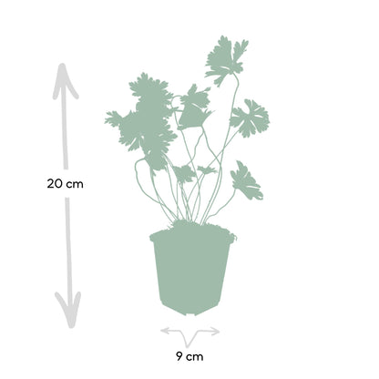 6x Storchschnabel - Geranium Rozanne - ↕10-25cm - Ø9cm