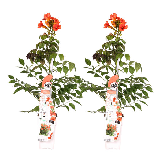 2x Trompetenkletterer - Campsis Summer Jazz 'Fire Trumpet' - ↨65cm - Ø15