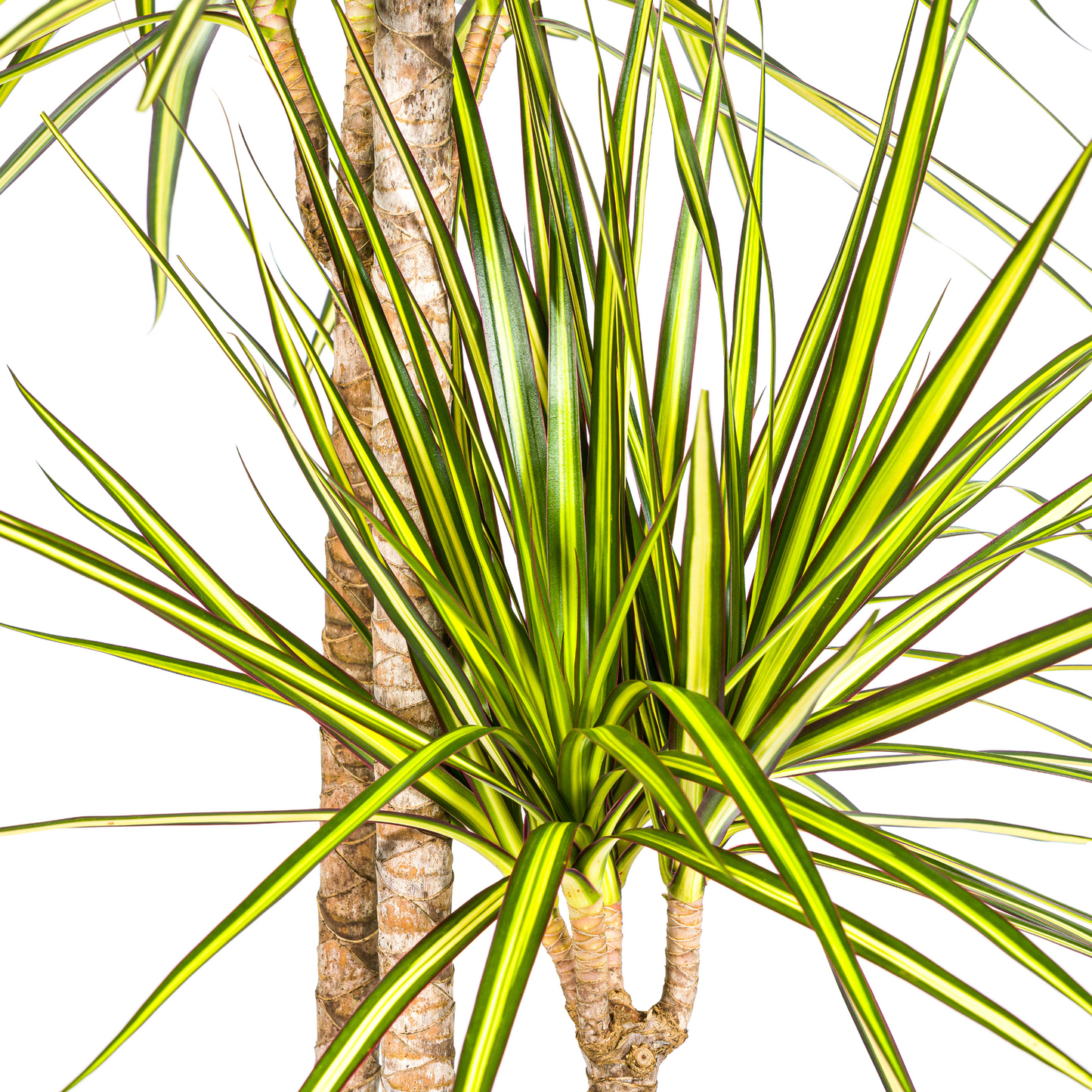 Drachenbaum - Dracaena Marginata Sunray mit Korb Ø24cm - ↕130 - 150cm