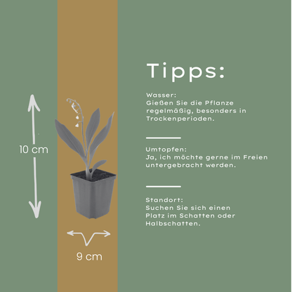 6x Maiglöckchen - Convallaria majalis - ↕10-25cm - Ø9cm