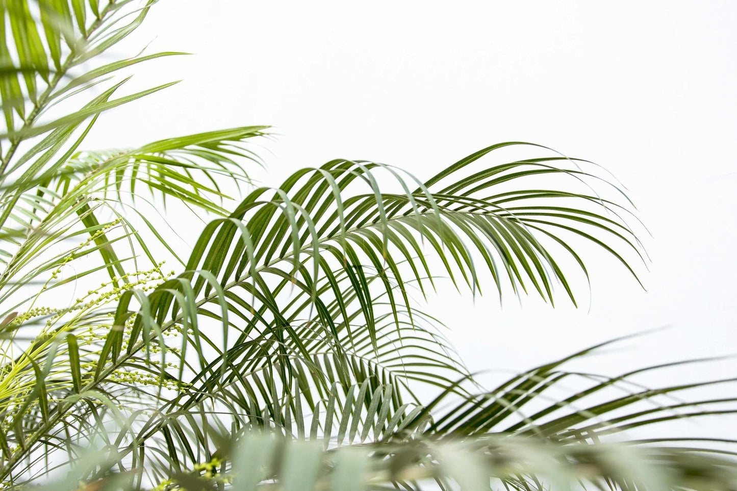 Zwerg-Dattelpalme - Phoenix Roebelenii auf Stiel - 190-200cm