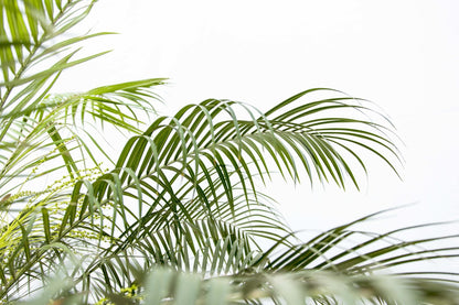 Zwerg-Dattelpalme - Phoenix Roebelenii auf Stiel - 190-200cm