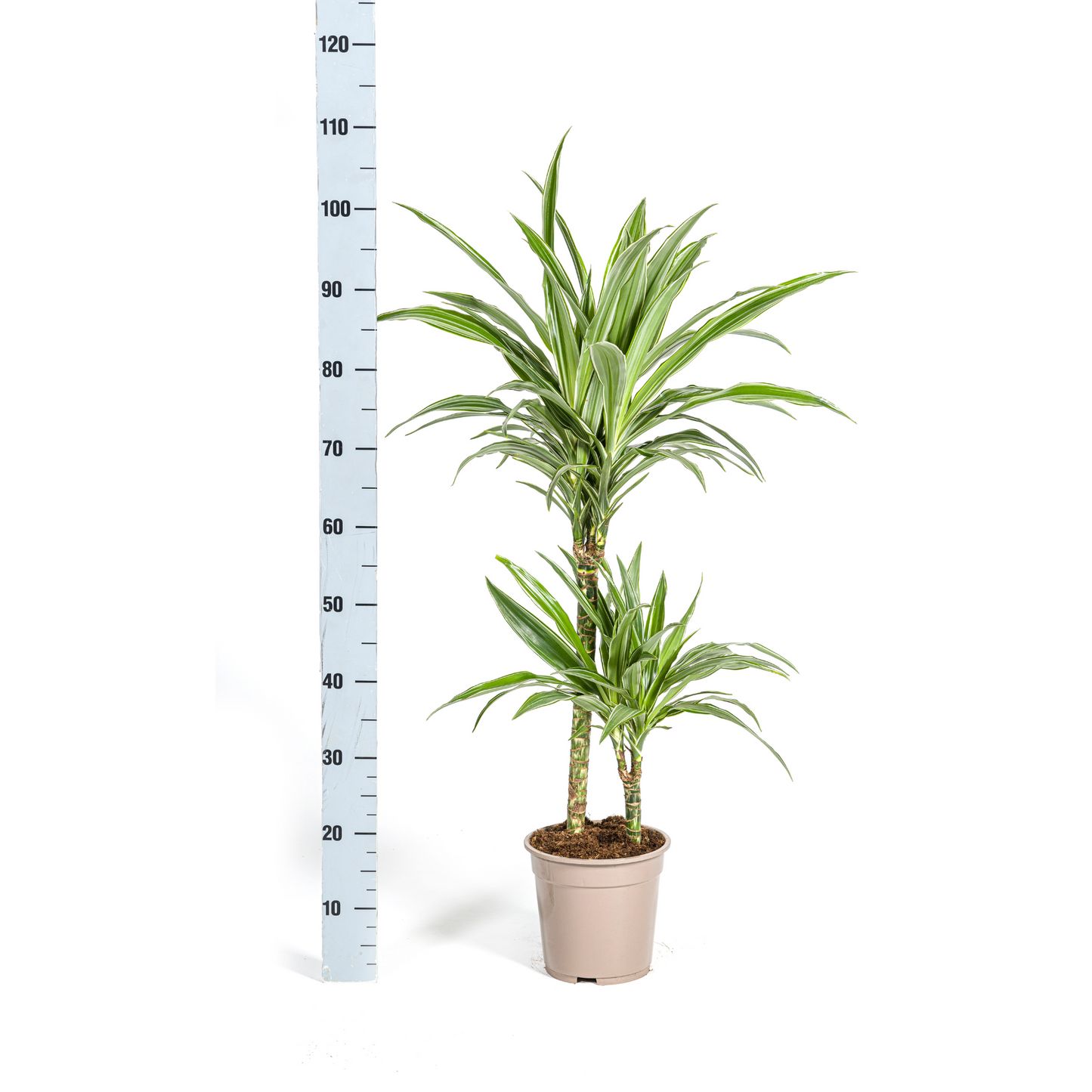 Drachenbaum - Dracaena Deremensis White Stripe Ø19cm - ↕70 - 90cm