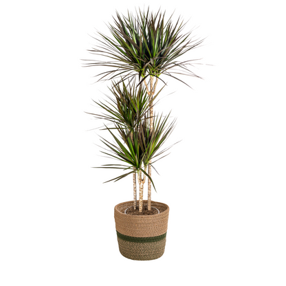 Drachenbaum - Dracaena Marginata Magenta mit Korb Ø24cm - ↕130 - 150cm