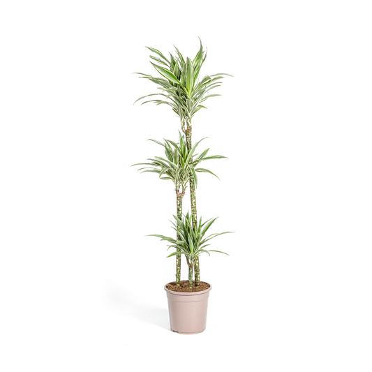 Drachenbaum - Dracaena Deremensis White Stripe Ø24cm - ↕130 - 150cm