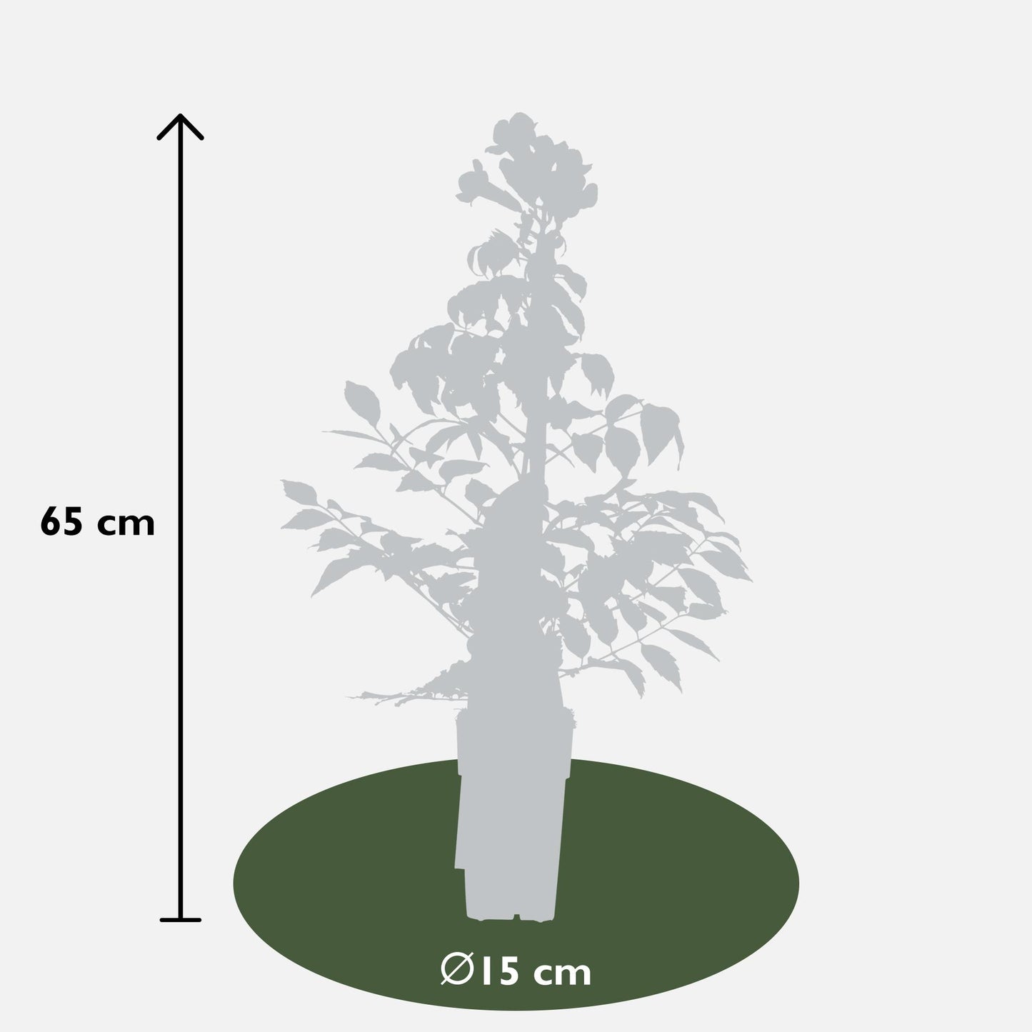 2x Trompetenkletterer - Campsis Summer Jazz 'Fire Trumpet' - ↨65cm - Ø15