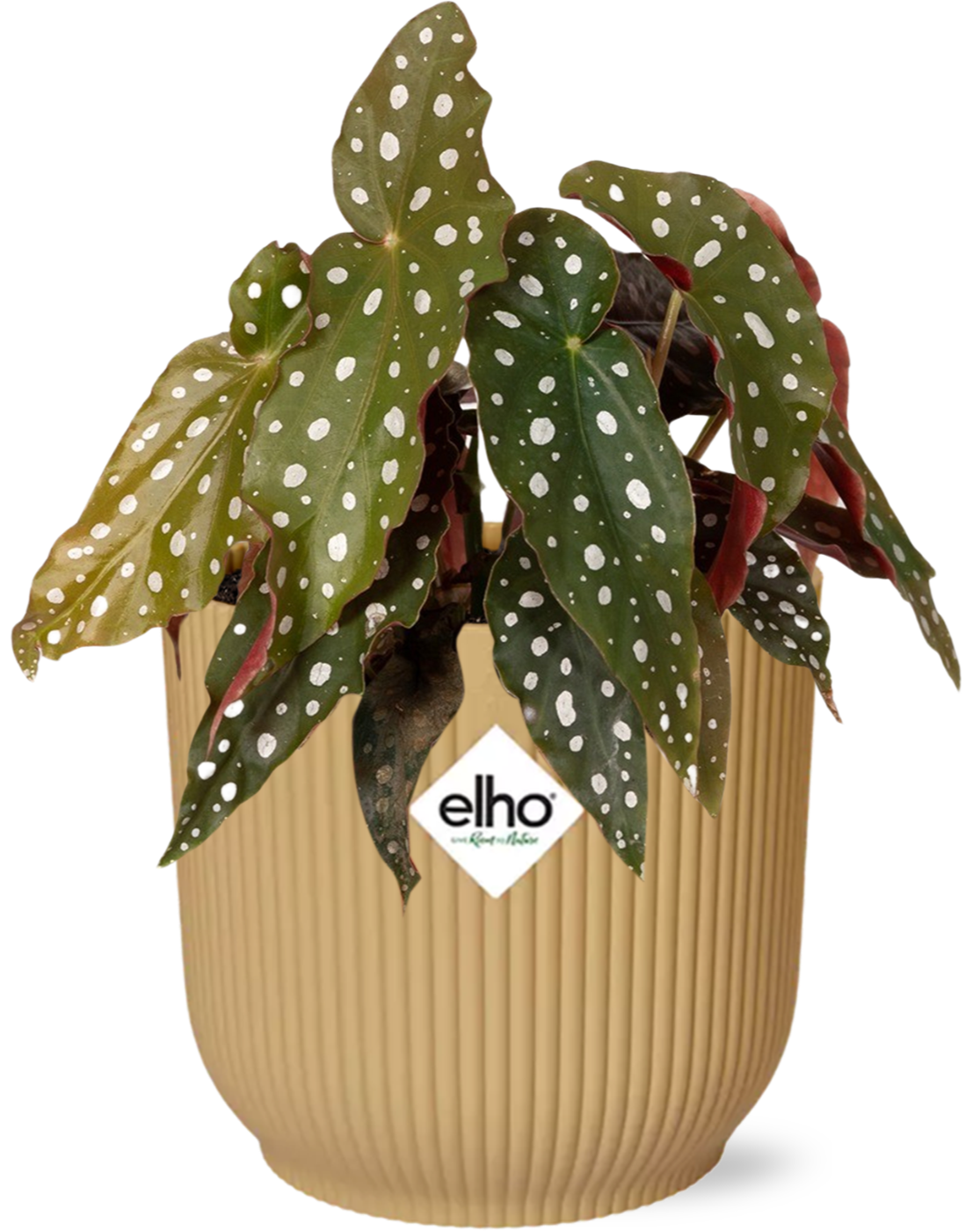 Begonia Maculata + ELHO Vibes Fold 14cm gelb