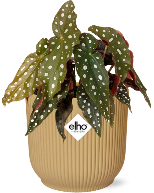 Begonia Maculata + ELHO Vibes Fold 14cm gelb
