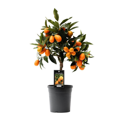 Citrus Kumquat - Ø16cm - ↕45cm