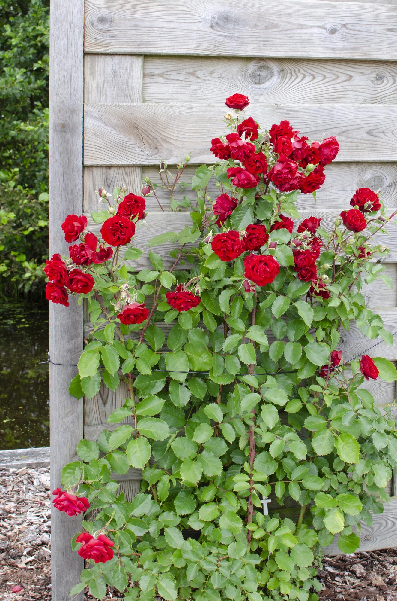 Rosa Crazy in love 'Red' - Rote Rose - Ø15cm - ↕65cm
