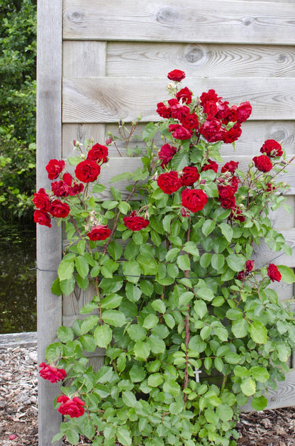Rosa Crazy in love 'Red' - Rote Rose - Ø15cm - ↕65cm