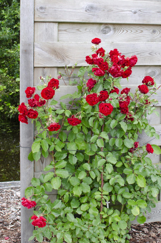 Rosa Crazy in love 'Red' - Rote Rose - Ø15cm - ↕65cm