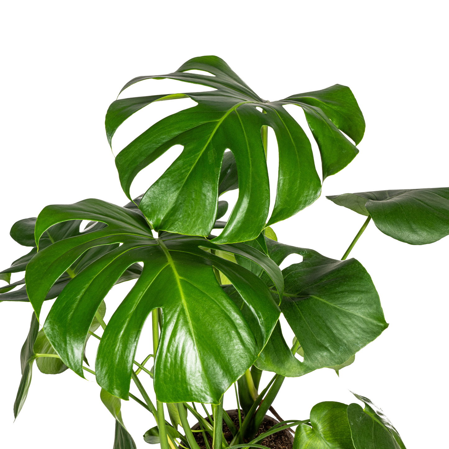 Monstera Deliciosa Tauerii mit Korb Ø21cm - ↕70 - 90cm