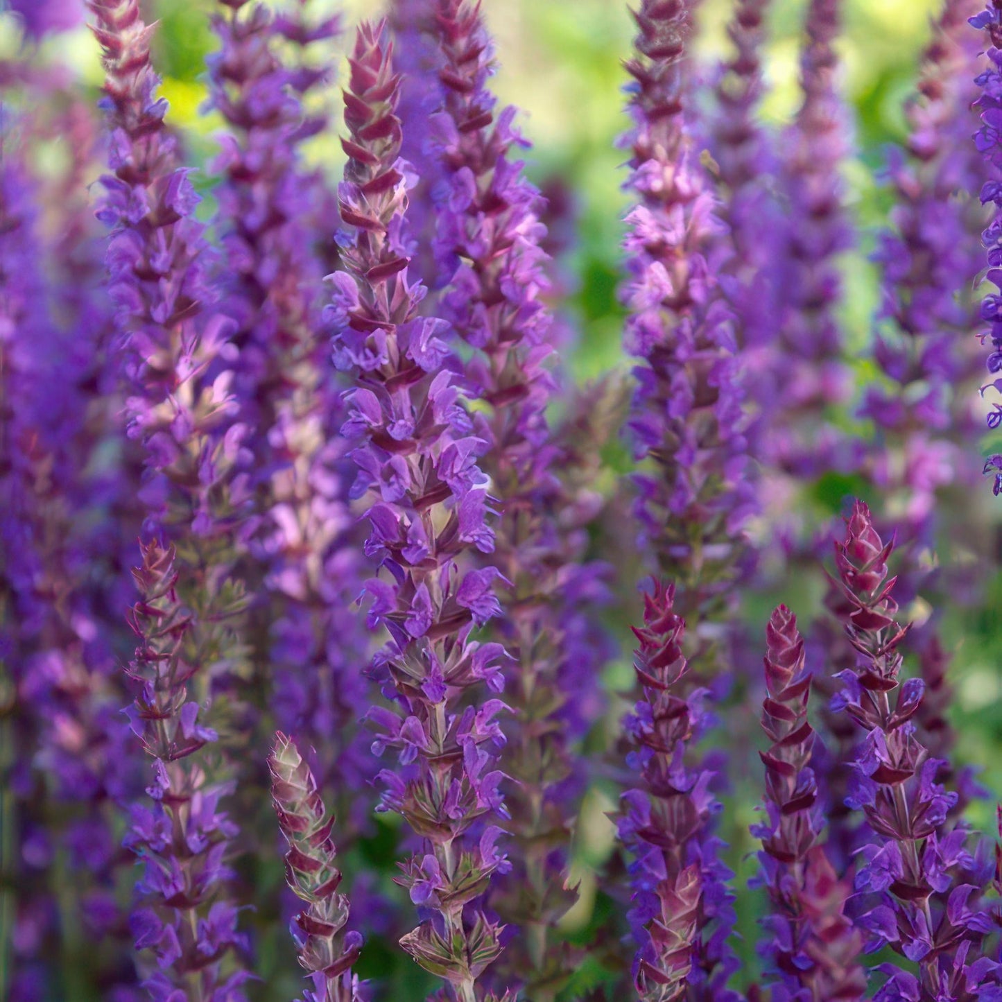 6x Salvia nem. 'Ostfriesland' - ↕10-25cm - Ø9cm