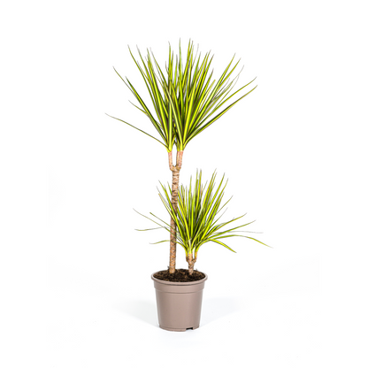 Drachenbaum - Dracaena Marginata Sunray Ø19cm - ↕80-100cm