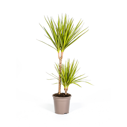 Drachenbaum - Dracaena Marginata Sunray Ø19cm - ↕80-100cm