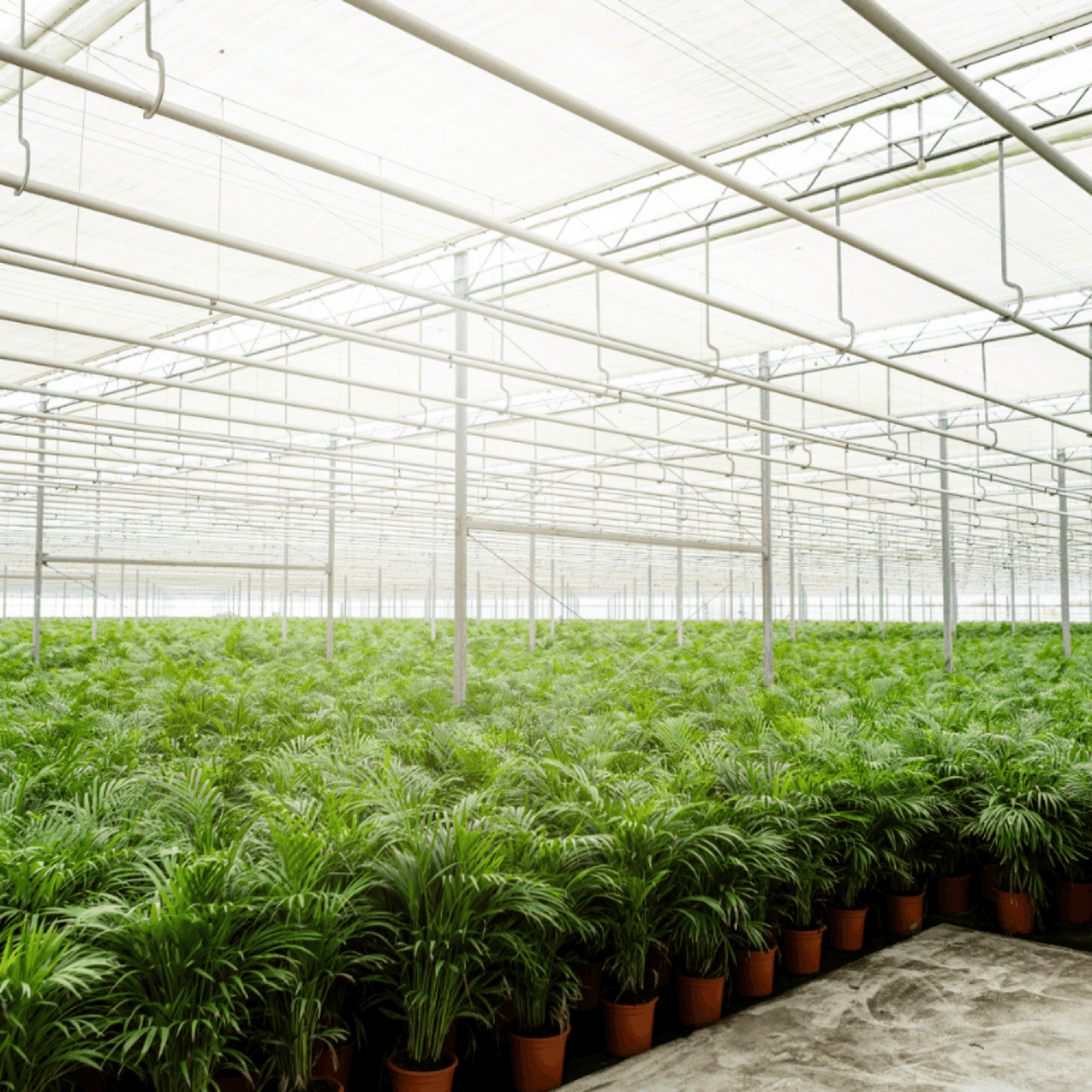 Zimmerpalme Areca-Palme - Ø17cm - ↕70cm