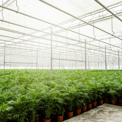 Zimmerpalme Areca-Palme - Ø17cm - ↕70cm