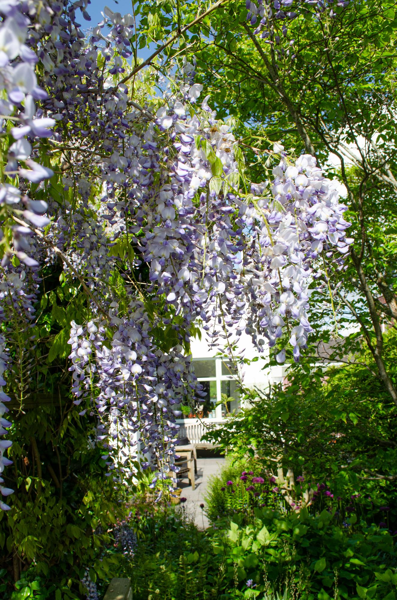 Blauregen - Wisteria sinensis Caroline - Purpurner Regen - Ø15cm - ↕65cm