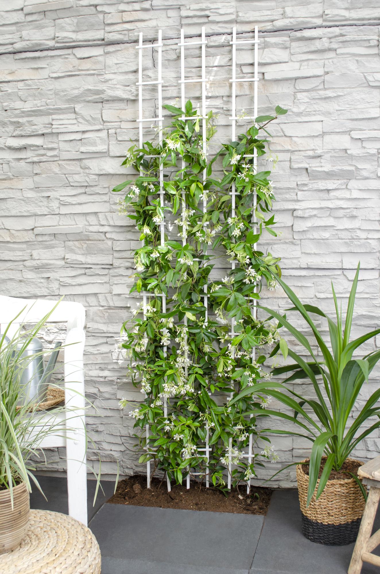 weißer Stern Jasmin - Trachelospermum 'Star of Venice' - Ø15cm - ↕65cm