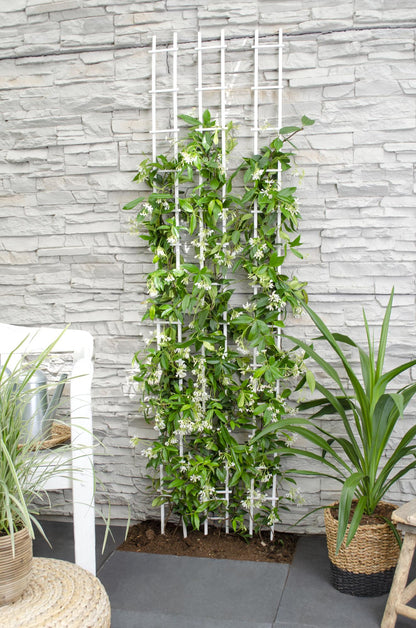 weißer Stern Jasmin - Trachelospermum 'Star of Venice' - Ø15cm - ↕65cm