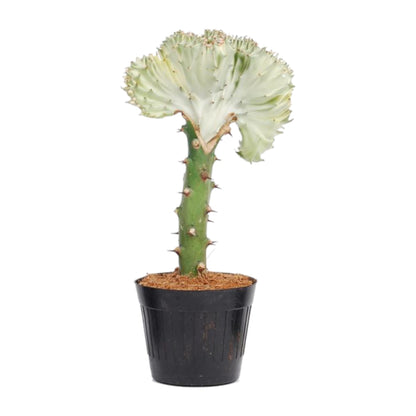 Euphorbia lactea Cristata weiß - 30 cm - ø10,5
