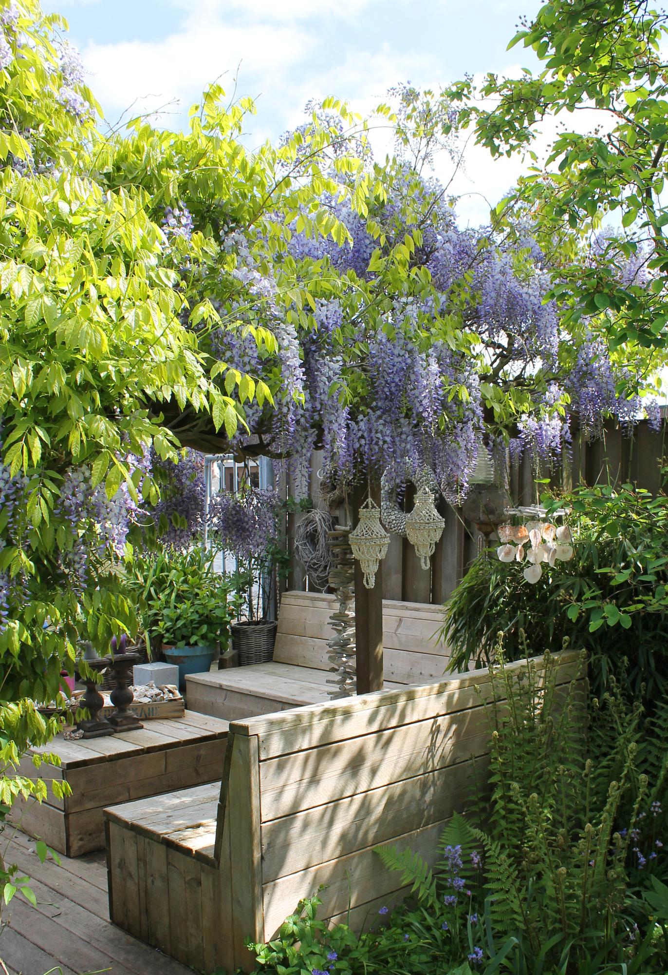 Blauregen - Wisteria sinensis Caroline - Purpurner Regen - Ø15cm - ↕65cm