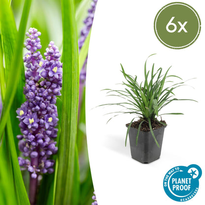 6x Liriope muscari 'Big Blue' - ↕10-25cm - Ø9cm