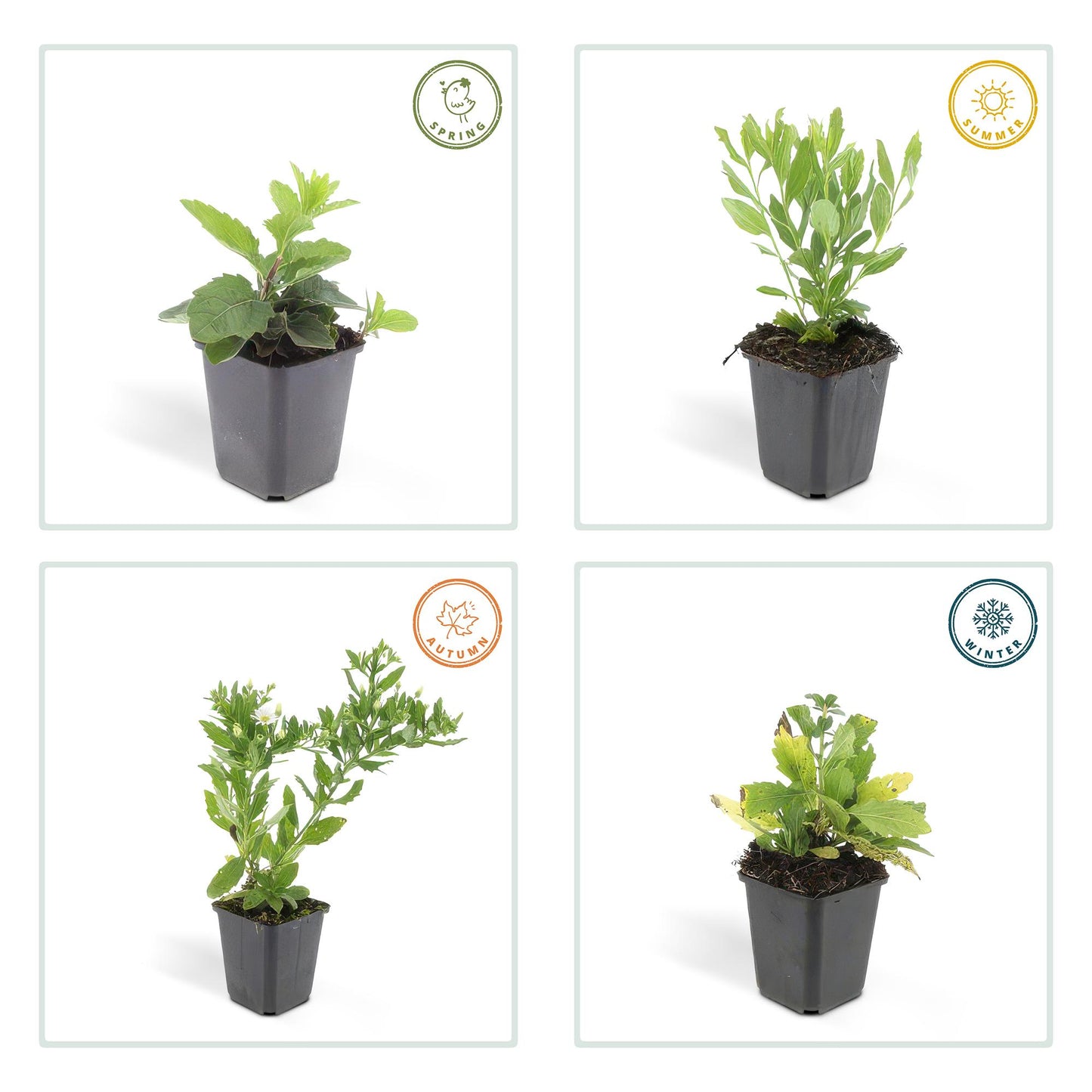 6x Aster ageratoides 'Ashvi' - ↕10-25cm - Ø9cm