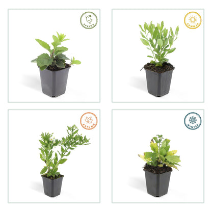 6x Aster ageratoides 'Ashvi' - ↕10-25cm - Ø9cm