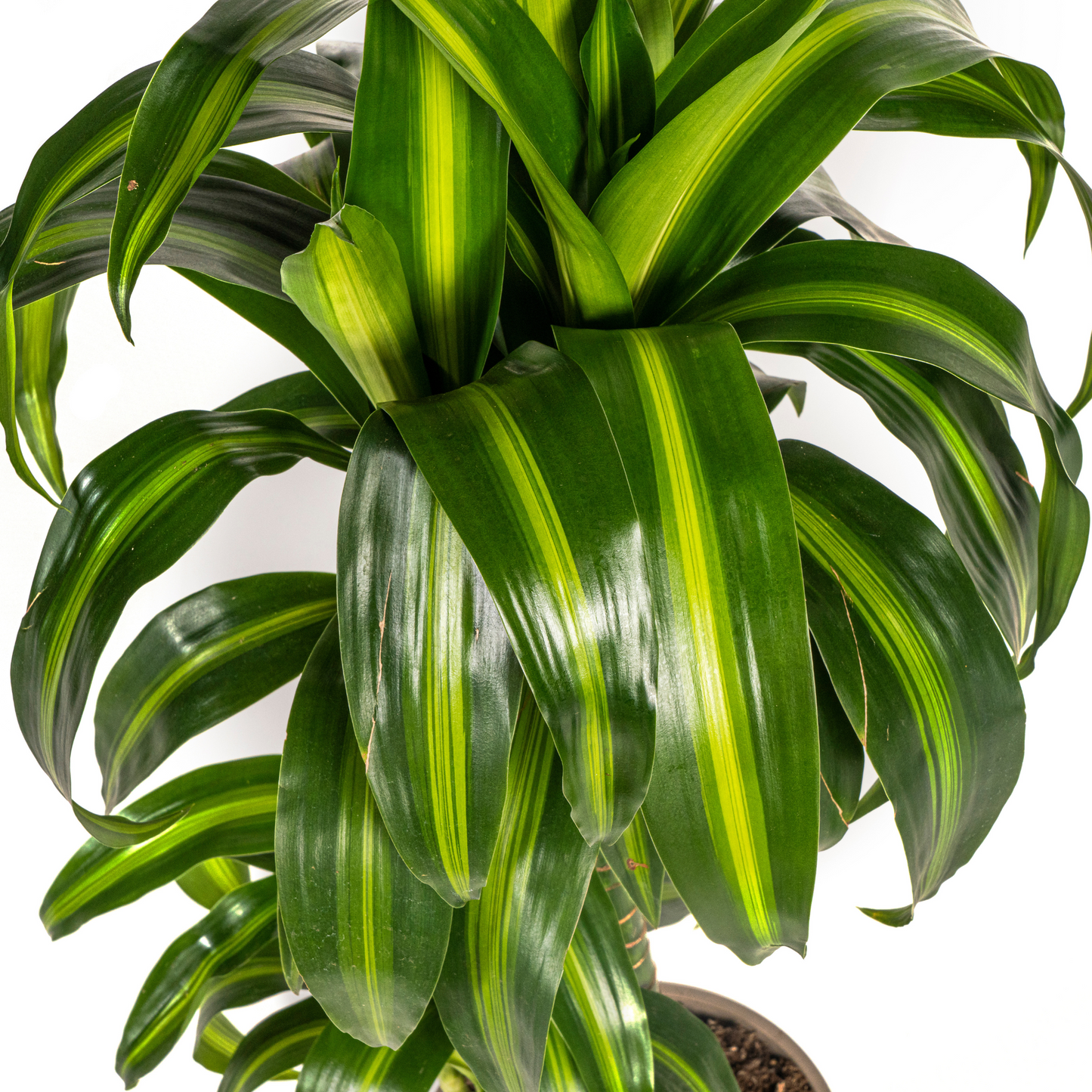 Drachenbaum - Dracaena Deremensis Hawaiian Sunshine Ø19cm - ↕70 - 90cm