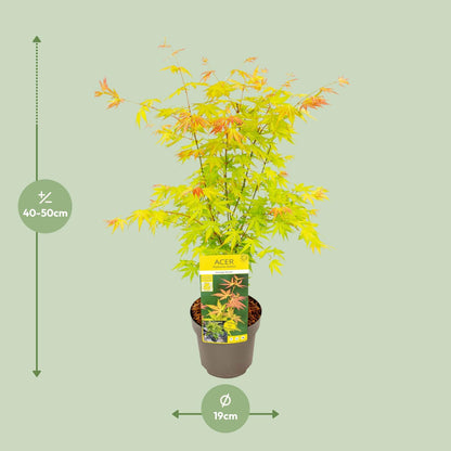 Ahorn - Acer palmatum Orange Dream - Ø19cm - ↕50cm