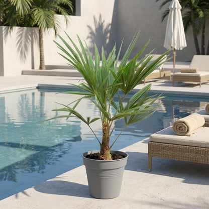 Trachycarpus Fortunei - 90-100cm - Ø21