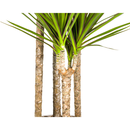 Drachenbaum - Dracaena Marginata Green Ø27cm - ↕170 - 190cm