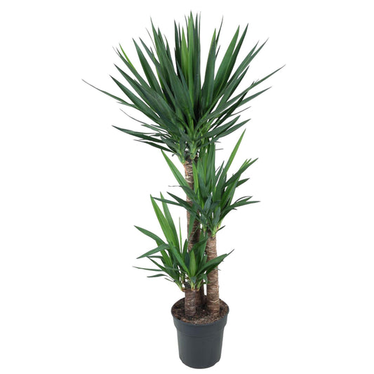 Riesen-Palmlilie - Yucca Elephantipe - 140 cm - ø24