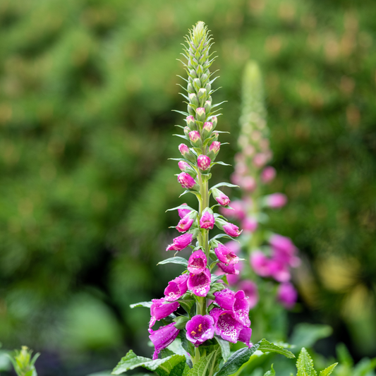 6x roter Fingerhut - Digitalis purpurea - ↕10-25cm - Ø9cm