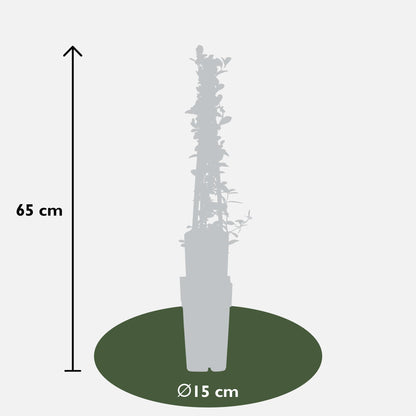 Feuerdorn - Pyracantha 'Soleil dOr' - Ø15cm - ↕65cm