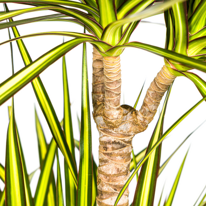 Drachenbaum - Dracaena Marginata Sunray Ø24cm - ↕130 - 150cm