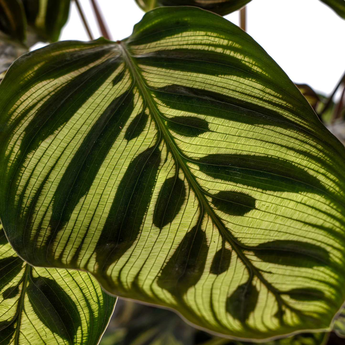 Korbmarante Pfauenpflanze - Calathea Makoyana Ø17cm - ↕40 - 50cm