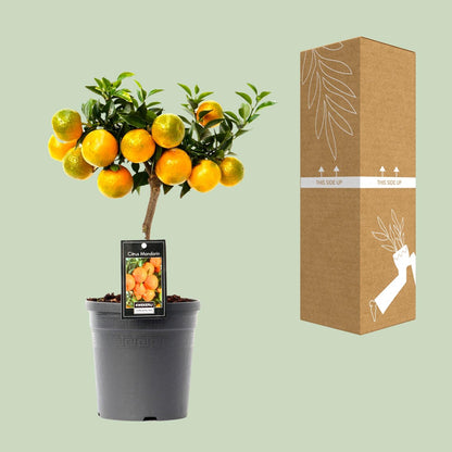 Citrus Mandarin - Ø16cm - ↕45cm
