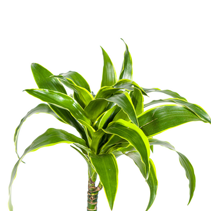 Drachenbaum - Dracaena Deremensis Dorado Ø19cm - ↕70 - 90cm