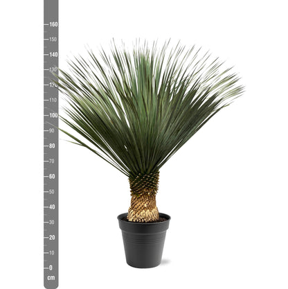 Yucca Rostrata - 130 - 150 cm - Ø50